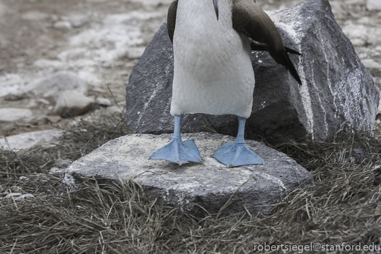 galapagos